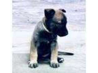 Mal-Shi Puppy for sale in El Dorado Hills, CA, USA