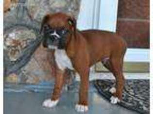 Boxer Puppy for sale in Kansas City, KS, USA