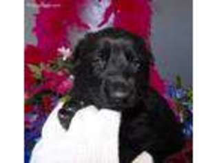 Mutt Puppy for sale in Monroe, IN, USA