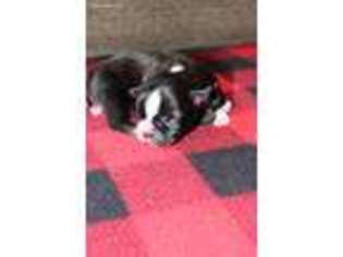 Boston Terrier Puppy for sale in Wichita, KS, USA