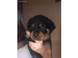 Rottweiler Puppy for sale in Maple Valley, WA, USA