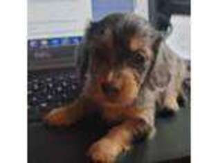 Dachshund Puppy for sale in Lorain, OH, USA