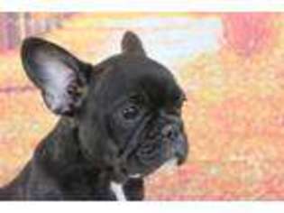 French Bulldog Puppy for sale in Tome, NM, USA