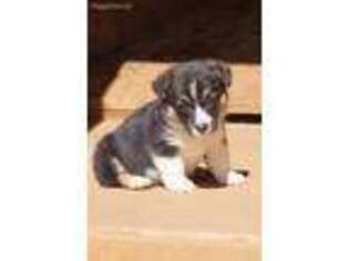 Pembroke Welsh Corgi Puppy for sale in Bowman, GA, USA