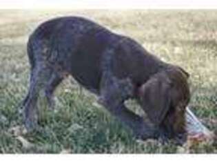 German Shorthaired Pointer Puppy for sale in Onawa, IA, USA