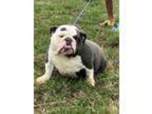 Bulldog Puppy for sale in Quapaw, OK, USA