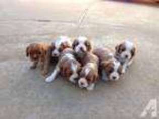 Cavalier King Charles Spaniel Puppy for sale in LIVERMORE, CA, USA