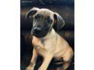 Great Dane Puppy for sale in Litchfield, ME, USA