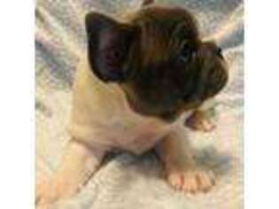 French Bulldog Puppy for sale in Hixson, TN, USA