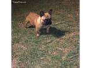 French Bulldog Puppy for sale in Lemon Grove, CA, USA