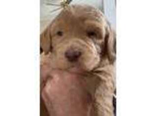 Labradoodle Puppy for sale in Kankakee, IL, USA