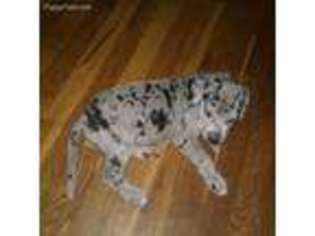 Great Dane Puppy for sale in Selma, IN, USA