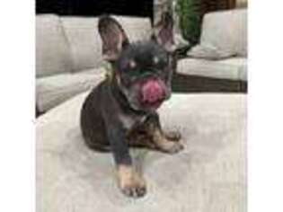 French Bulldog Puppy for sale in Chatfield, TX, USA
