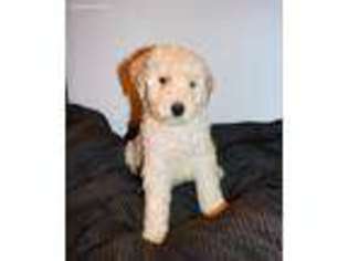 Labradoodle Puppy for sale in Waynesville, NC, USA