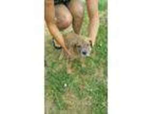Medium Photo #1 Mastiff Puppy For Sale in Peyton, CO, USA