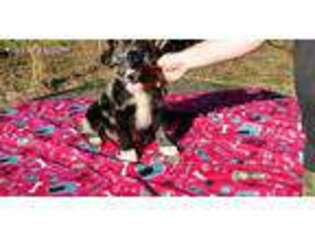 Australian Shepherd Puppy for sale in Cedartown, GA, USA