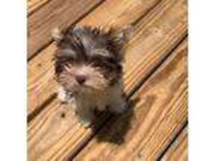 Yorkshire Terrier Puppy for sale in Olney, IL, USA