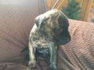 Mastiff Puppy for sale in Pittsgrove, NJ, USA