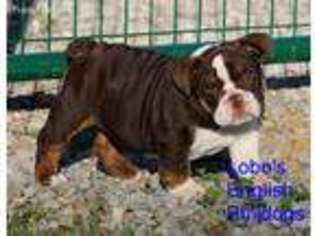 Bulldog Puppy for sale in Sparta, TN, USA