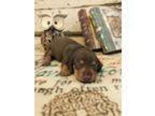 Dachshund Puppy for sale in Gainesville, GA, USA