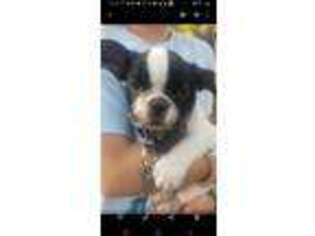 French Bulldog Puppy for sale in Omega, GA, USA