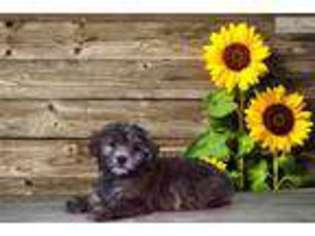 Shih-Poo Puppy for sale in Saint George, UT, USA