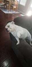 Bulldog Puppy for sale in Evans, GA, USA