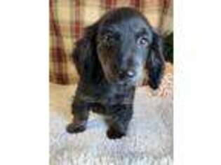 Dachshund Puppy for sale in Orr, MN, USA