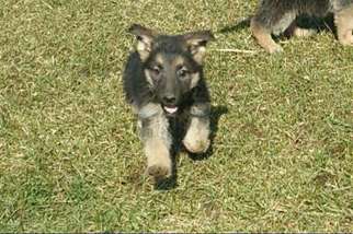German Shepherd Dog Puppy for sale in Clermont, IA, USA