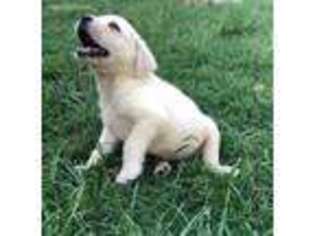 Labrador Retriever Puppy for sale in Lovelady, TX, USA