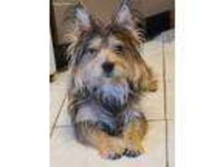 Cairn Terrier Puppy for sale in Falls Church, VA, USA