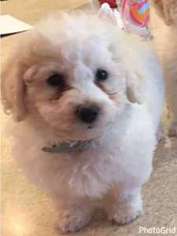 Bichon Frise Puppy for sale in Penfield, NY, USA