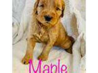 Goldendoodle Puppy for sale in Huron, SD, USA