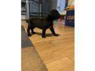 Cane Corso Puppy for sale in Clewiston, FL, USA