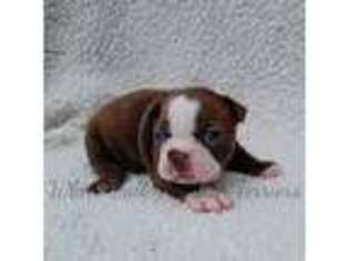 Boston Terrier Puppy for sale in Mulberry, AR, USA