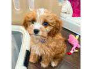 Cavapoo Puppy for sale in Morehead City, NC, USA