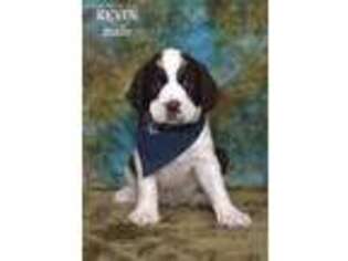 English Springer Spaniel Puppy for sale in Asheville, NC, USA