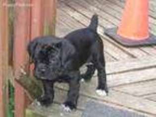 Cane Corso Puppy for sale in Seabeck, WA, USA