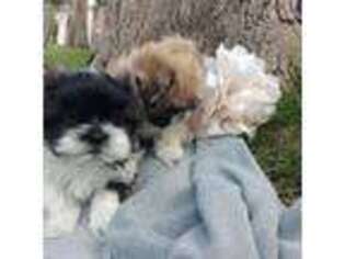 Shih-Poo Puppy for sale in Denver, CO, USA
