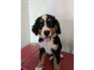 Bernese Mountain Dog Puppy for sale in West Milton, OH, USA