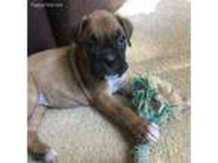Boxer Puppy for sale in Berkeley Springs, WV, USA