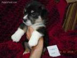 Pembroke Welsh Corgi Puppy for sale in Clatskanie, OR, USA