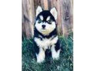 Siberian Husky Puppy for sale in Beaumont, CA, USA