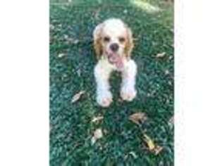 Cocker Spaniel Puppy for sale in Liberty, KY, USA