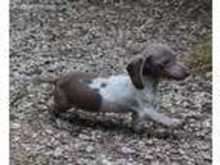 Dachshund Puppy for sale in Russellville, KY, USA