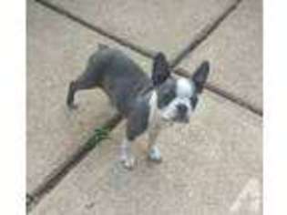 Boston Terrier Puppy for sale in HOUSE SPRINGS, MO, USA