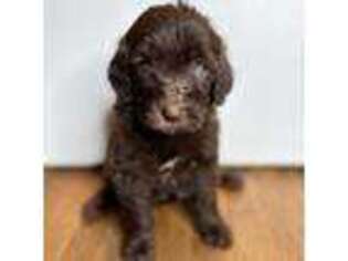 Mutt Puppy for sale in Marshall, MI, USA