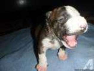 Bull Terrier Puppy for sale in CHULA VISTA, CA, USA