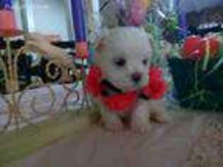 Maltese Puppy for sale in Mobile, AL, USA