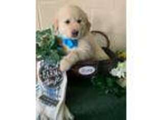 Golden Retriever Puppy for sale in Freedom, NY, USA